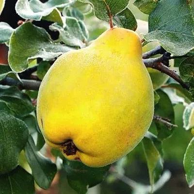 Айва РУМО  Айва РУМО в Екатеринбурге