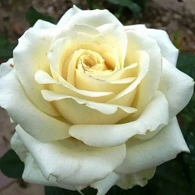 Саженцы роз ЭДВАНС чайно-гибридная  Саженцы роз ЭДВАНС чайно-гибридная в Екатеринбурге