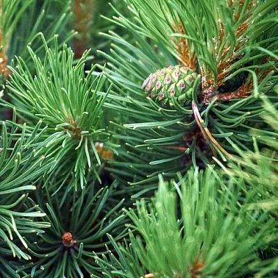 Сосна  Сосна в Екатеринбурге