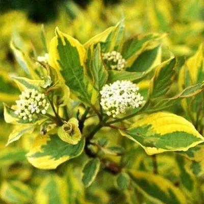 Дерен  Дерен в Екатеринбурге