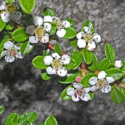 Кизильник ТАНГСТЕДТ горизонтальный   Кизильник ТАНГСТЕДТ горизонтальный  в Екатеринбурге