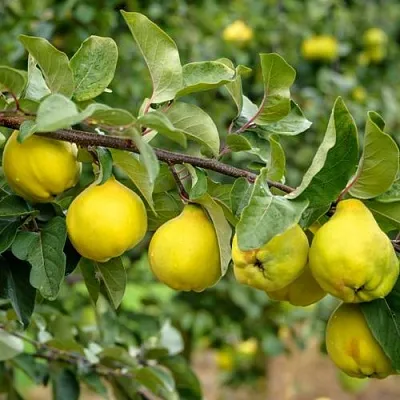 Айва ТРИУМФ  Айва ТРИУМФ в Екатеринбурге