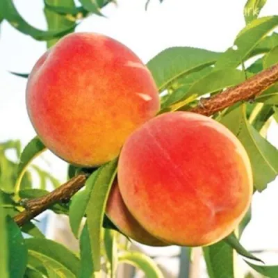 Персик ОНТАРИО — описание сорта Персик ОНТАРИО в Екатеринбурге