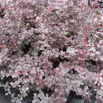 Барбарис СИЛЬВЕР МИЛЕС оттавский   Барбарис СИЛЬВЕР МИЛЕС оттавский  в Екатеринбурге