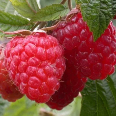 Малина ПИНГВИН — описание сорта Малина ПИНГВИН в Екатеринбурге