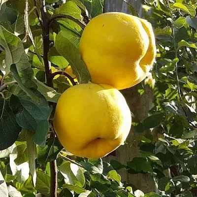 Айва МАРИЯ  Айва МАРИЯ в Екатеринбурге