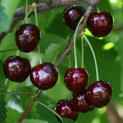 Черешня НАРОДНАЯ в Екатеринбурге