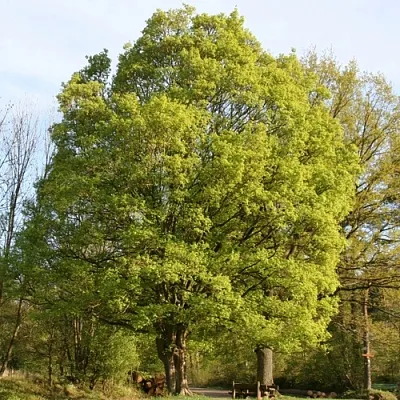 Клен полевой  Клен полевой в Екатеринбурге