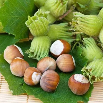 Фундук КРЕПКИЙ ОРЕШЕК  Фундук КРЕПКИЙ ОРЕШЕК в Екатеринбурге