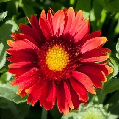 Гайлардия АРИЗОНА РЕД ШЕЙДС  Гайлардия АРИЗОНА РЕД ШЕЙДС в Екатеринбурге