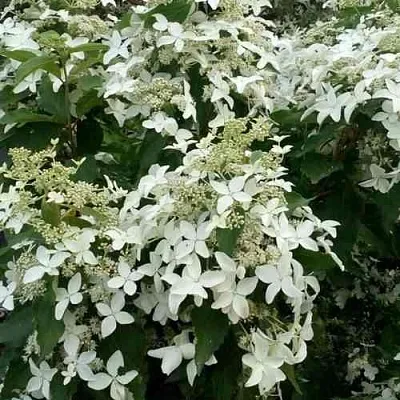 Гортензия МЭДЖИКАЛ СТАРЛАЙТ метельчатая  Гортензия МЭДЖИКАЛ СТАРЛАЙТ метельчатая в Екатеринбурге