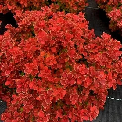 Барбарис РЕД ХОТ ЧИЛИ тунберга  Барбарис РЕД ХОТ ЧИЛИ тунберга в Екатеринбурге