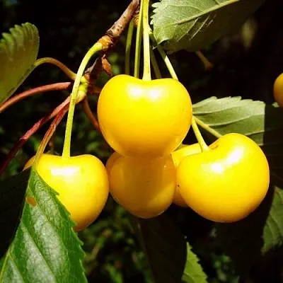 Черешня ЖУРБА  Черешня ЖУРБА в Екатеринбурге