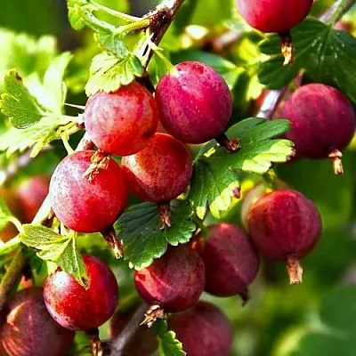 Крыжовник САДКО  Крыжовник САДКО в Екатеринбурге