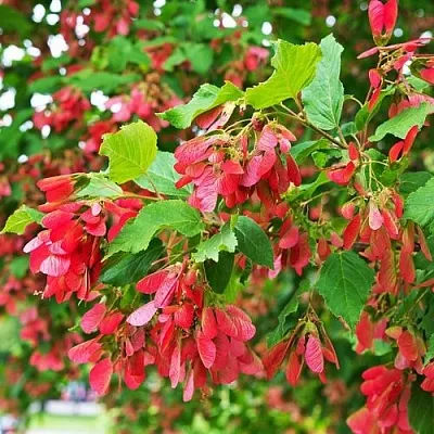 Клен татарский  Клен татарский в Екатеринбурге