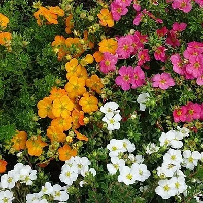 Лапчатка  Лапчатка в Екатеринбурге