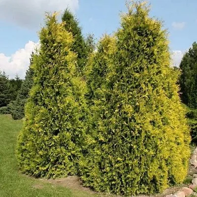 Туя АУРЕОСПИКАТА западная  Туя АУРЕОСПИКАТА западная в Екатеринбурге