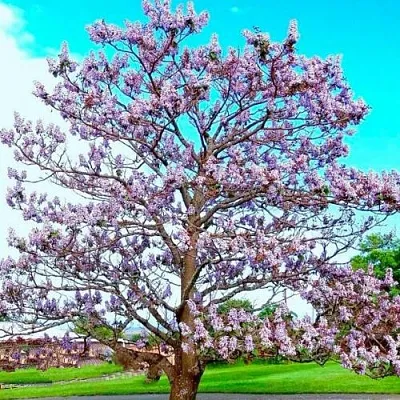 Павловния  Павловния в Екатеринбурге