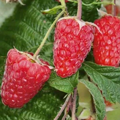 Малина ГИГАНТ РУБИНОВЫЙ в Екатеринбурге