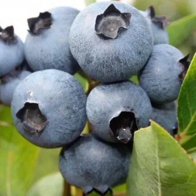 Голубика БОНУС в Екатеринбурге