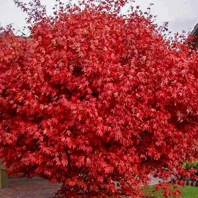 Клен гиннала   Клен гиннала  в Екатеринбурге