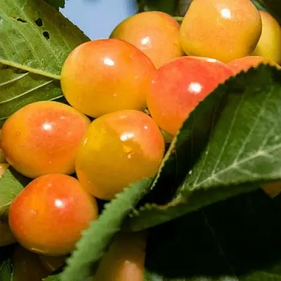 Дюк (черевишня) БЕЛОЧКА  Дюк (черевишня) БЕЛОЧКА в Екатеринбурге