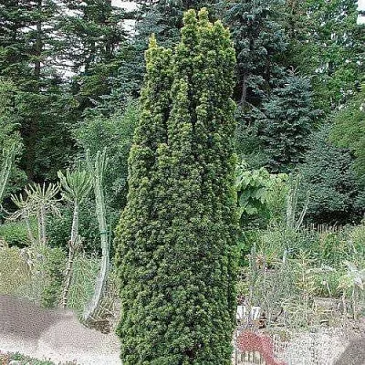 Тис ФАСТИГИАТА РОБУСТА  ягодный   Тис ФАСТИГИАТА РОБУСТА  ягодный  в Екатеринбурге