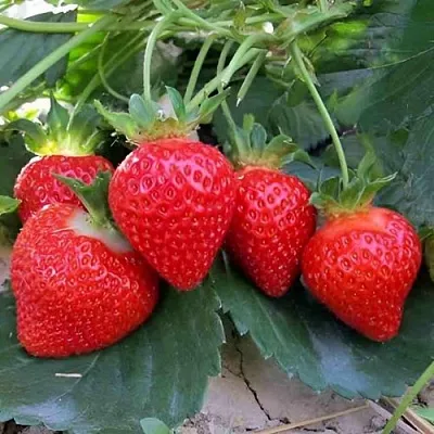 Клубника ТЕА  Клубника ТЕА в Екатеринбурге