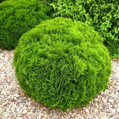 Туя ДАНИКА западная  Туя ДАНИКА западная в Екатеринбурге