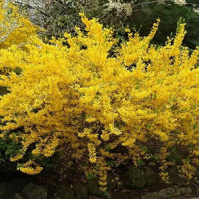 Форзиция ГОЛДЗАУБЕР средняя  Форзиция ГОЛДЗАУБЕР средняя в Екатеринбурге