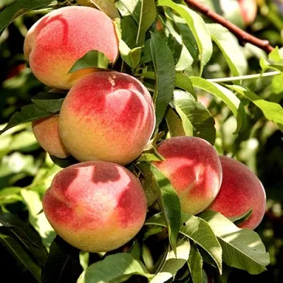 Персик НОВОСЕЛКОВСКИЙ — описание сорта Персик НОВОСЕЛКОВСКИЙ в Екатеринбурге