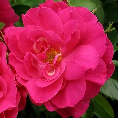 Саженцы роз ДЖОРДЖ ВАНКУВЕР флорибунда в Екатеринбурге