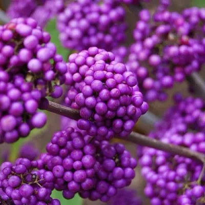 Красивоплодник  Красивоплодник в Екатеринбурге