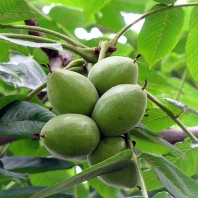 Орех маньчжурский МИЧУРИНЕЦ  Орех маньчжурский МИЧУРИНЕЦ в Екатеринбурге