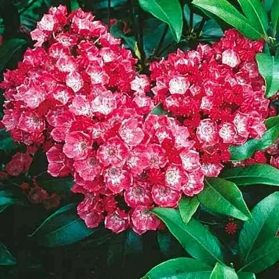 Кальмия КАРДИНАЛ  Кальмия КАРДИНАЛ в Екатеринбурге