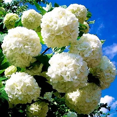 Калина БУЛЬДЕНЕЖ  Калина БУЛЬДЕНЕЖ в Екатеринбурге