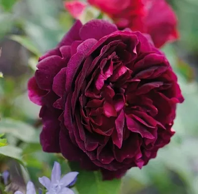 Саженцы роз МАНСТЕД ВУД английская  Саженцы роз МАНСТЕД ВУД английская в Екатеринбурге