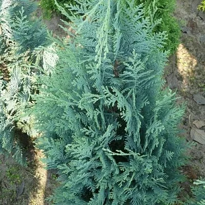 Кипарисовик КОЛУМНАРИС лавсона  Кипарисовик КОЛУМНАРИС лавсона в Екатеринбурге