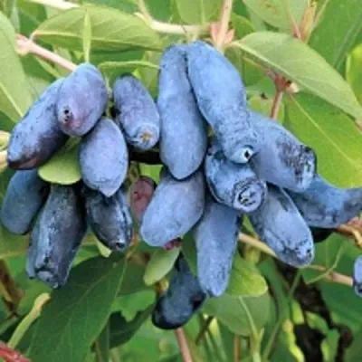 Жимолость съедобная ПАВЛОВСКАЯ — описание сорта Жимолость съедобная ПАВЛОВСКАЯ в Екатеринбурге