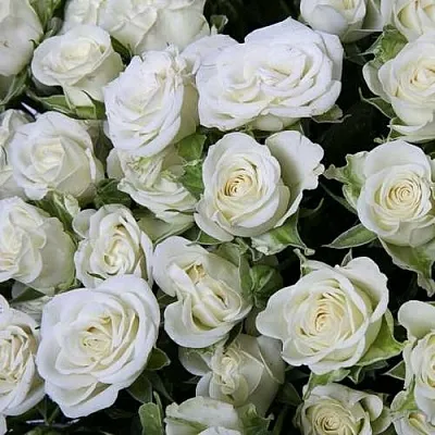 Саженцы роз СНОУФЛЕЙК спрей  Саженцы роз СНОУФЛЕЙК спрей в Екатеринбурге