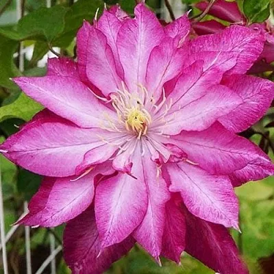 Клематис КАЕН  Клематис КАЕН в Екатеринбурге