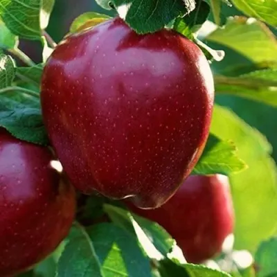 Яблоня РЕД ЧИФ — описание сорта Яблоня РЕД ЧИФ в Екатеринбурге