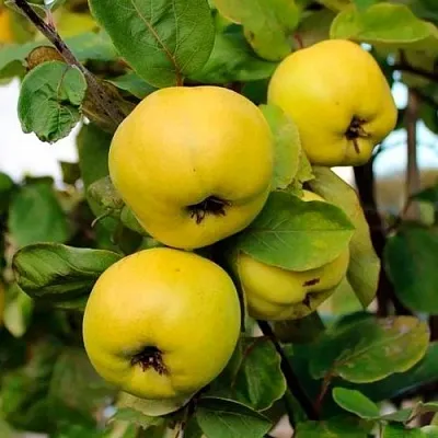 Айва ЯБЛОКОВИДНАЯ  Айва ЯБЛОКОВИДНАЯ в Екатеринбурге