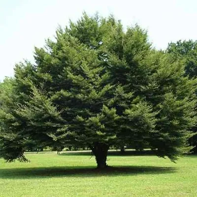 Бук обыкновенный  Бук обыкновенный в Екатеринбурге