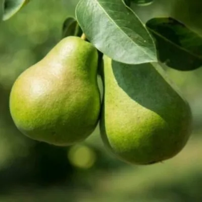 Груша Г-1 колонновидная в Екатеринбурге