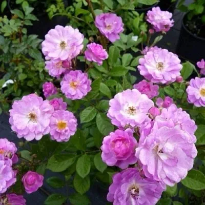 Саженцы роз РАЙМОНД ПРИВАТ полиантовая  Саженцы роз РАЙМОНД ПРИВАТ полиантовая в Екатеринбурге