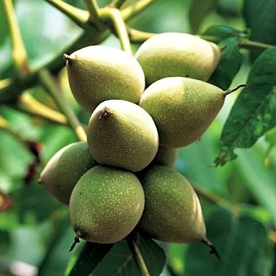 Орех МАНЬЧЖУРСКИЙ  Орех МАНЬЧЖУРСКИЙ в Екатеринбурге