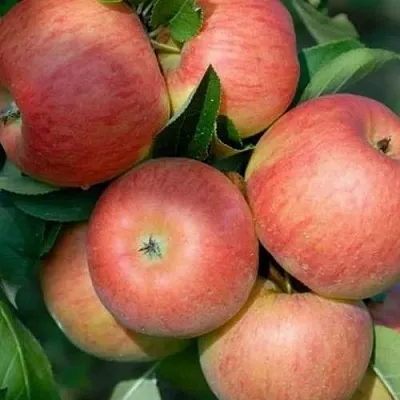 Яблоня ТОПАЗ  Яблоня ТОПАЗ в Екатеринбурге