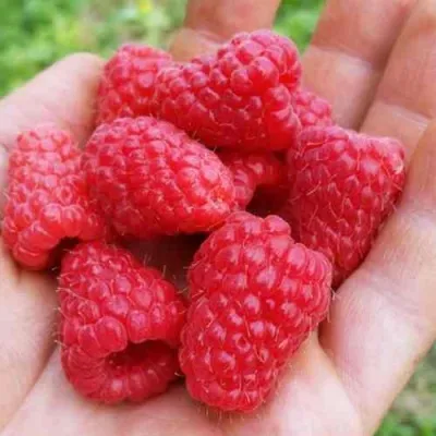 Малина ТУЛАМИН в Екатеринбурге