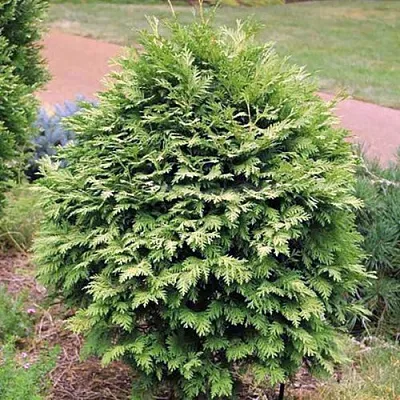 Туя ВАРЕАНА ЛЮТЕСЦЕНС западная  Туя ВАРЕАНА ЛЮТЕСЦЕНС западная в Екатеринбурге